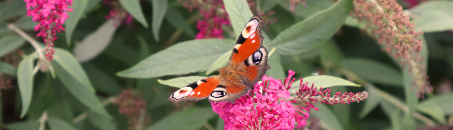 Headerbild Schmetterling